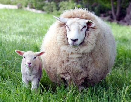 Купить подушки из овечьей шерсти в Волгограде